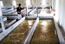 Nuôi ốc hương, cá chình: Giải pháp hướng đến quy mô công nghiệp