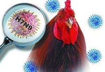Công điện khẩn về ngăn chặn virus cúm A