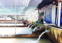 Triển vọng cá tầm