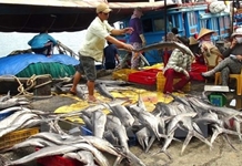 Tập trung giúp ngư dân sớm ổn định cuộc sống và lao động sản xuất