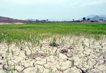 Thủ tướng chỉ đạo tập trung ứng phó hạn hán tại Trung Bộ