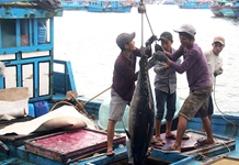 Chuỗi liên kết... gỡ "thẻ vàng"