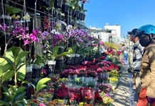 Phố phường vào xuân