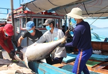 Ngành khai thác thủy sản: Xây dựng hướng đi bền vững