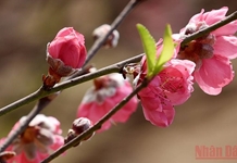 Lịch nghỉ Tết Nguyên đán 2022 từ ngày 31/1 đến hết ngày 4/2/2022