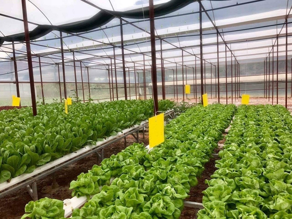 Vận dụng quan điểm chủ nghĩa Mác - Lênin, tư tưởng Hồ Chí Minh về nông nghiệp vào phát triển nông nghiệp đô thị ở Việt Nam hiện nay