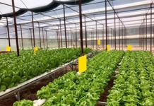 Vận dụng quan điểm chủ nghĩa Mác - Lênin, tư tưởng Hồ Chí Minh về nông nghiệp vào phát triển nông nghiệp đô thị ở Việt Nam hiện nay