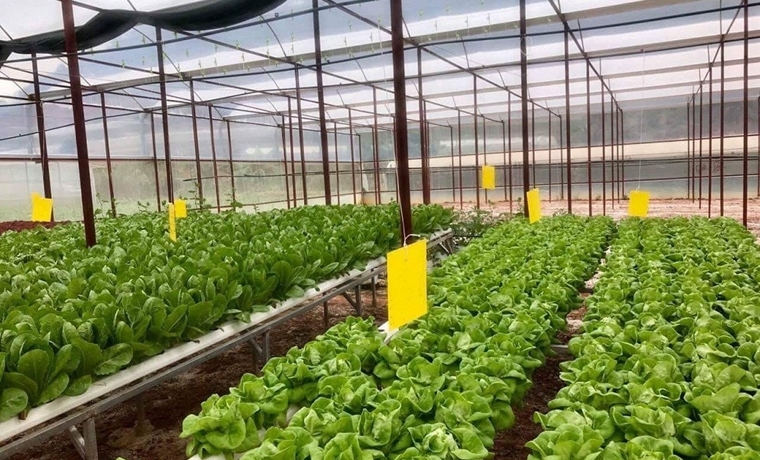 Vận dụng quan điểm chủ nghĩa Mác - Lênin, tư tưởng Hồ Chí Minh về nông nghiệp vào phát triển nông nghiệp đô thị ở Việt Nam hiện nay