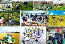 Khánh Hòa triển khai thực hiện Đề án “tuyên truyền nâng cao nhận thức về kinh tế tập thể, hợp tác xã giai đoạn 2025 - 2030”