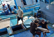Ngư dân Khánh Hòa vui vì cá ngừ đại dương đánh xuyên Tết lập đỉnh giá
