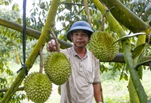 Nông dân giúp nhau làm giàu