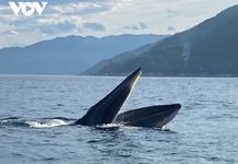 Cặp cá voi xuất hiện trên vùng biển Vũng Rô (Phú Yên)