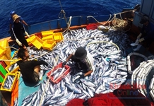 Kỳ 3: Kiên cường bám biển