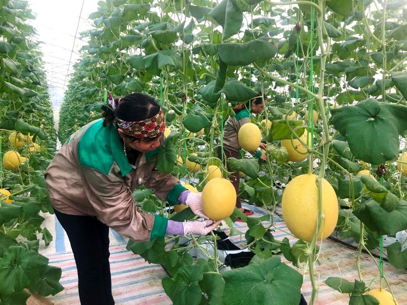Chỉ thị của Ban Bí thư về lãnh đạo đại hội hội nông dân các cấp và Đại hội VIII Hội Nông dân Việt Nam