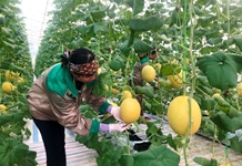 Chỉ thị của Ban Bí thư về lãnh đạo đại hội hội nông dân các cấp và Đại hội VIII Hội Nông dân Việt Nam