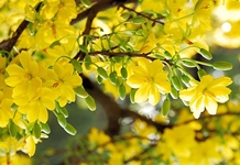 Lịch nghỉ Tết Nguyên đán và Quốc khánh năm 2022