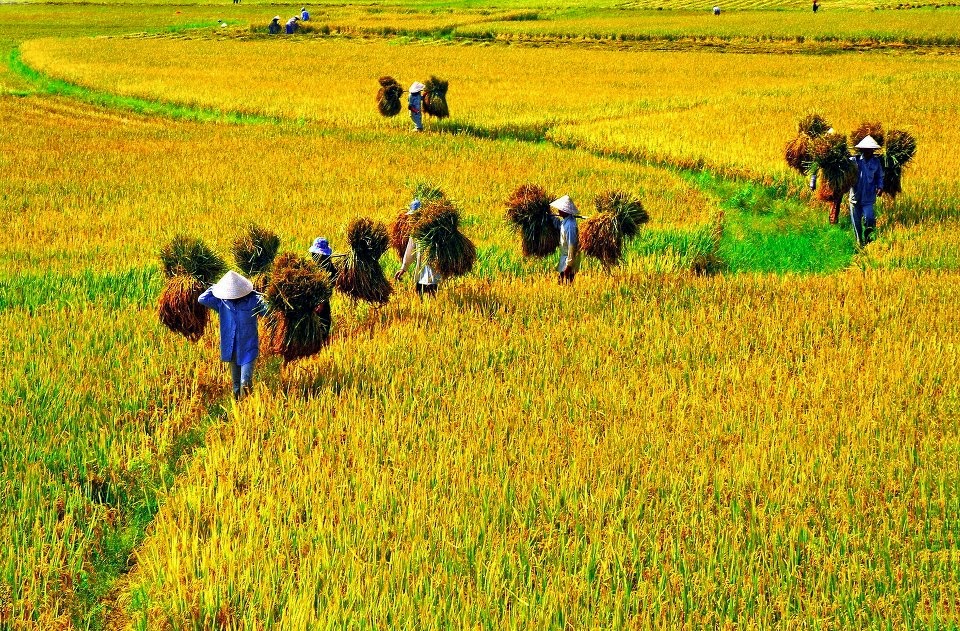 Những yếu tố tác động đến xây dựng giai cấp nông dân Việt Nam trong bối cảnh hiện nay    