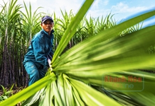 Kỳ 1: Sức sống mới ở vùng cao