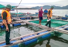 Không để người dân trở lại lồng bè khi có bão và hoàn lưu do bão số 4