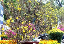 Chuẩn bị tốt nhất các điều kiện phục vụ nhân dân vui xuân, đón Tết Nguyên đán Ất Tỵ 2025