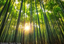 Vận dụng tư tưởng ngoại giao cây tre để phát triển kinh tế tư nhân theo định hướng xã hội chủ nghĩa ở Việt Nam hiện nay