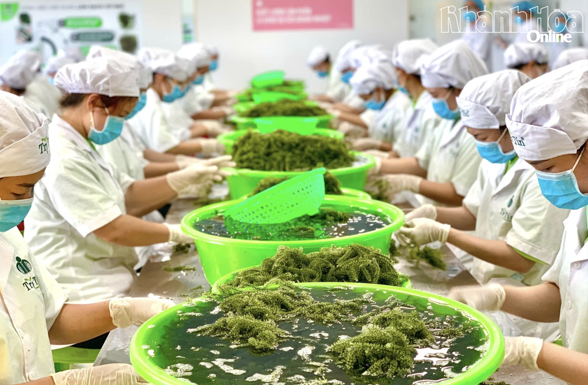 Khánh Hòa tăng cường bảo đảm an ninh lương thực gắn với phát triển bền vững